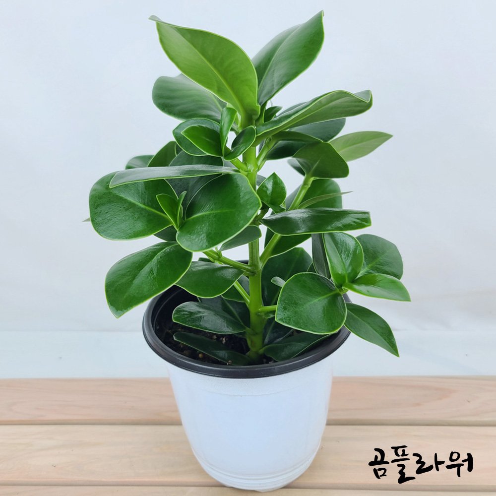 곰플라워 크루시아 중품 쿠루시아, 1개, 그린 상세 이미지 1